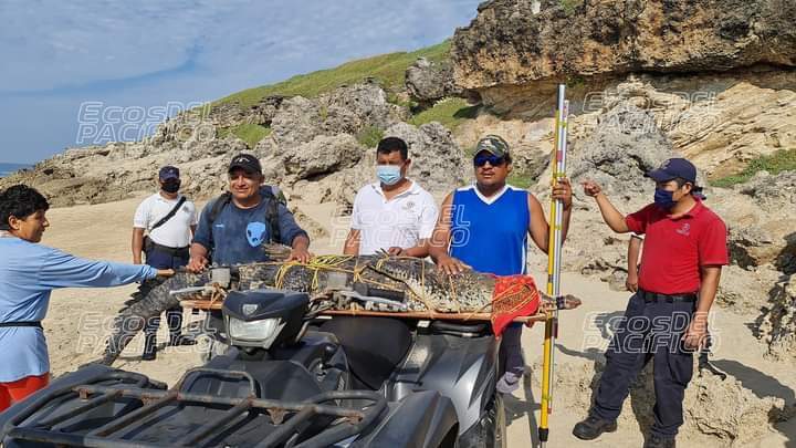 Capturan a cocodrilo de 2.5 metros que merodeaba a turistas en Puerto Escondido