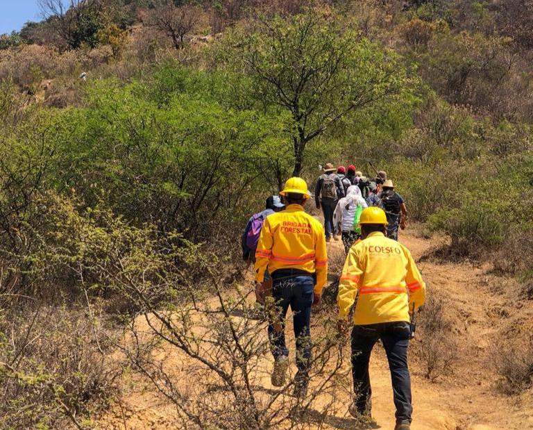 Ya van 61 incendios forestales en Oaxaca este año