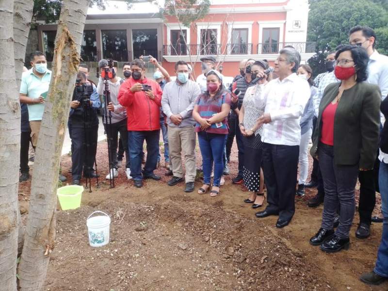 El zócalo de la ciudad de Oaxaca tiene un nuevo árbol: un guamúchil