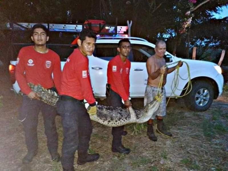 ¡Aterroriza un enorme cocodrilo a vecinos de Huatulco”