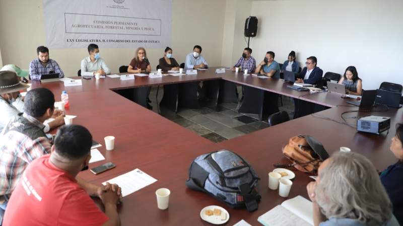 Discuten proyecto para construir iniciativa de ley que proteja al maguey en Oaxaca