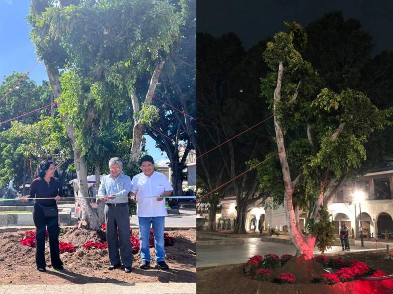 Laurel hijo del árbol de Monte Albán fue plantado en zócalo capitalino