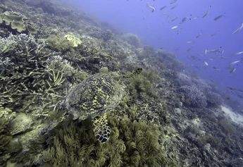 ONU logra acuerdo mundial para proteger biodiversidad marina