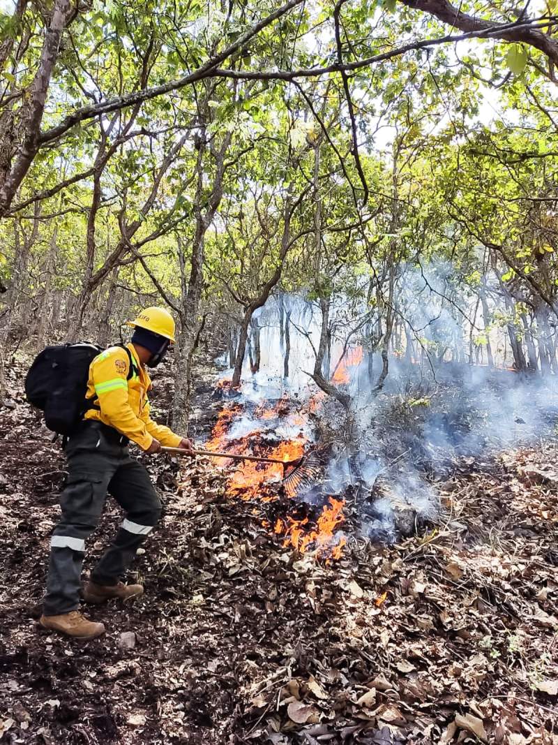 Combatientes de incendios forestales, héroes protectores de los bosques de Oaxaca