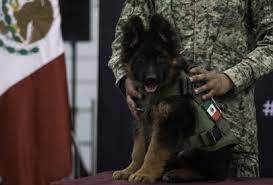 México recibe un cachorro de pastor alemán donado por Turquía tras el terremoto