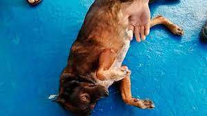 El náufrago australiano regala a ‘Bella’, la perra que le acompañó durante la odisea en el Pacífico